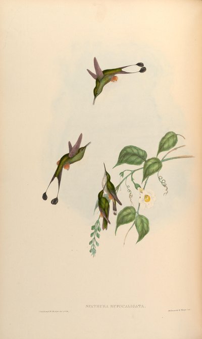 Spathura rufocaligata = Ocreatus underwoodii addae by John Gould